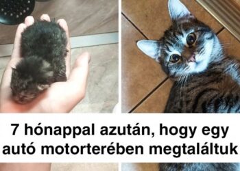 20+ fénykép, amely jól mutatja, hogy milyen gyorsan nőnek a háziállataink