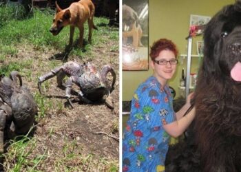 20+ állat, akiknek a méretei nem evilágiak