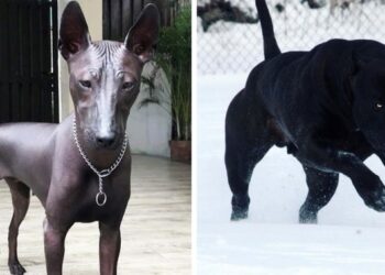 20 különleges kutya, amely épp úgy néz ki, mintha csak egy másik bolygóról jött volna