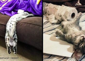 30 felvétel, mely igazolja, hogy a macskákat a mennyből küldték, hogy mosolyt csaljanak az arcodra