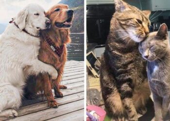 20+ állatpár, akik annyira megindítóan néznek ki, mint az esküvői fényképeid