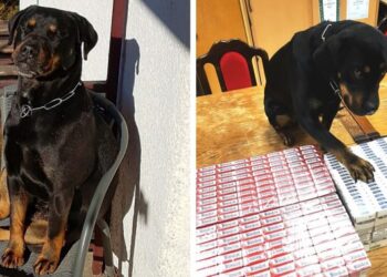 Ő itt Boo, a rottweiler drogkereső kutyus, aki babapiskótáért dolgozik a NAV-nál