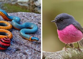 21 színesebbnél-színesebb állat, rendkívül szokatlan öltözetben