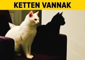 16 felvétel, amelyet érdemes kétszer is alaposan megnézni. vagy háromszor