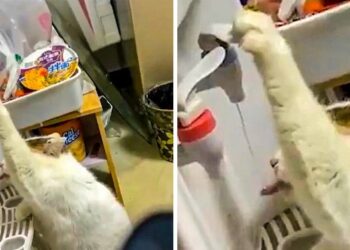 18 cicus, amelyik valami mássá alakult