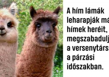 21 érdekes tény az állatvilágról, amelyet jó lett volna már biológia órán megtanulni