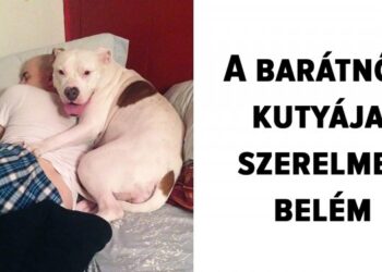 20 háziállat, akinek a gazdája iránti szeretete határtalan