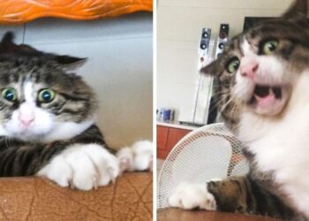 17 fotó egy macskáról, akinek emberi érzelmei vannak (mentsd el magadnak rosszkedv esetére)