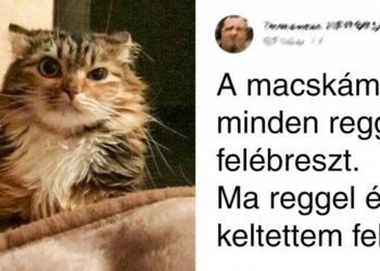 19 szituáció, mely csak a macskatulajdonosoknál fordulhat elő