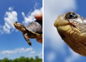 30+ dolog, amelyet szinte senki sem látott személyesen