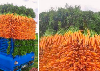 20 tökéletes felvétel, amelynek minden perfekcionista örülni fog