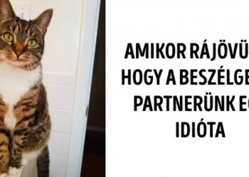 20 vidám kép, mely igazolja, hogy az állatok sokszor hasonlóan viselkednek, mint az emberek