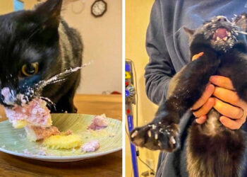 20 háziállat, akik egyszerűen nem ismerik az intim szféra fogalmát