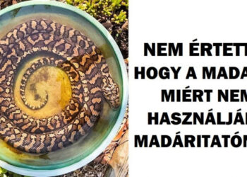 20+ fénykép, ami bemutatja, hogy Ausztráliában soha nincs egy unalmas pillanat