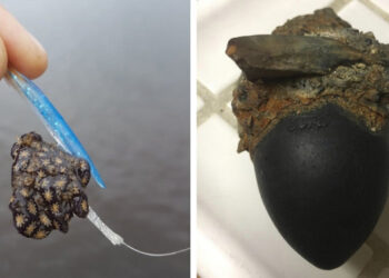 21 személy, aki olyan ritka dolgot talált, hogy az interneten kellett segítséget kérnie, hogy mi lehet