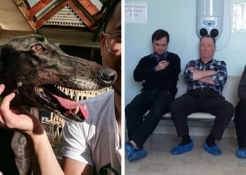 25+ különleges felvétel, amelynek a készítői nem is gyanították, hogy milyen tréfás pillanatokat kapnak lencsevégre