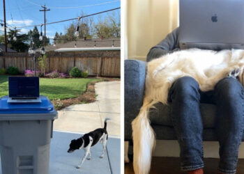 A karanténba zárt emberek megosztották, hogyan néz ki most náluk az “otthoni iroda”