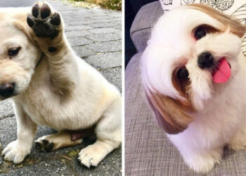 20 zabálnivaló állatkölyök, aki akarva-akaratlanul is bearanyozza a napodat!