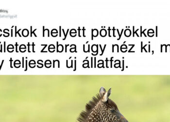 20 kisállat, amelyet a genetikai mutáció tett hihetetlenül különlegessé