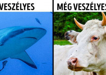 16 tény az állatokról, amelyet még az állatorvosok sem tudnak