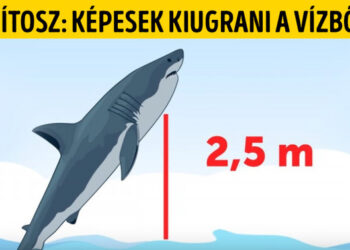 15 mítosz a cápákról, amelyet ideje örökre elfelejtened