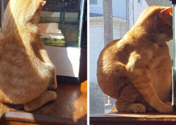 20 furcsa szituáció, amelyet csak azok érthetnek, akik maguk is boldog macskatulajdonosok