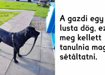 18 házi kedvenc, aki jócselekedetével kiérdemelte az “okos kutya” jelzőt