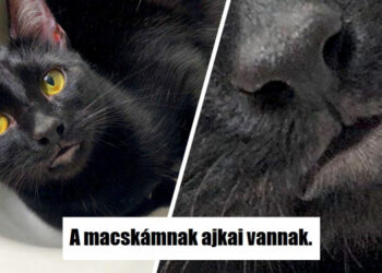 20 cica, aki valami különlegeset kapott a természettől