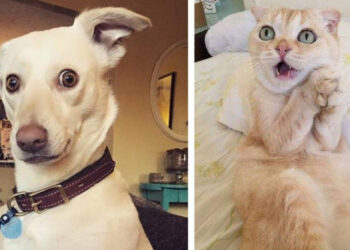 20 állat, aki olyan jól fejezi ki az érzelmeit, hogy színésznek is elmehetne