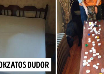 20 kép, amelyet csak a macskatulajdonosok érthetnek