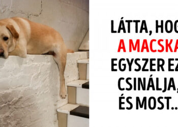 20 felvétel, mely igazolja, hogy a háziállataink a legjobb humoristák