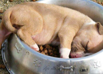 20 szundító állat, akik pozitív érzelmekkel töltenek fel bennünket