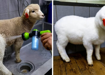 20 kép, melytől viszketni kezd a tenyered, hogy végre Te is takaríthass