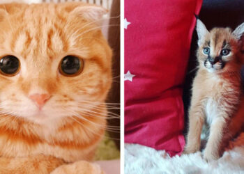 20 gyönyörűséges cicus, aki téged is hipnotizálni fog a megjelenésével