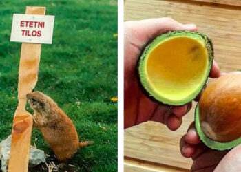 20 fénykép, mely bebizonyítja, hogy a természetnek remek a humorérzéke