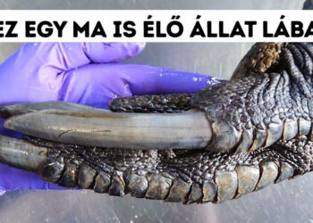 21 lehetetlennek tűnő természeti jelenség, amelyre létezik logikus magyarázat