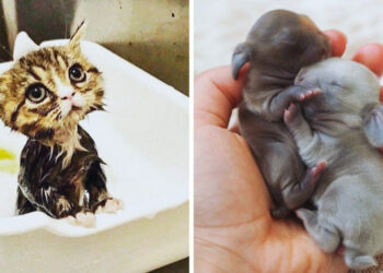 21 állatkölyök, aki jól tudja, miként vegye le az embert a lábáról