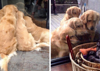 20 alkalom, mikor a Golden retrieverek bebizonyították, hogy ők a legjobb kutyák a Földön