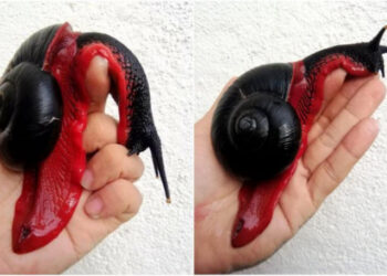 20 csodálatos kisállat, amelynek a létezéséről még a témában jártas szakértők sem mindig tudnak