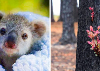 10+ új kép Ausztráliából, ami felébreszti a reményt a szívünkben