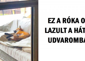 15 felvétel, mely bizonyítja, hogy a váratlan látogatók nem mindig okoznak nagy felfordulást