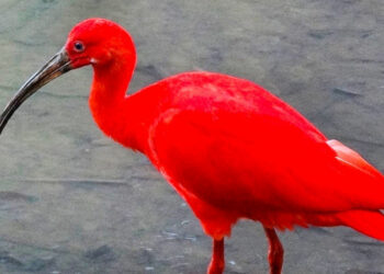 20 egzotikus madár, amely épp úgy néz ki, mintha egy másik bolygóról jött volna