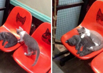 18 alvó macska, mely olyan ragyogó mosolyt csal az arcodra, mint a nap