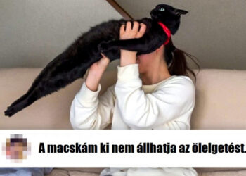 20+ szemtelen macska, aki tudja, ki a főnök a házban (és nem az ember)