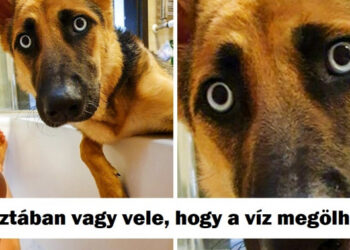 20 röhejes fénykép, amely tökéletesen bemutatja, hogy miről is szól a háziállattartás