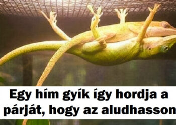 17 kép, mely igazolja, hogy az állatok számára nincs lehetetlen