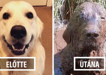 20 ok, amiért sosem szabad engedned, hogy a kutyád a sárban dagonyázzon