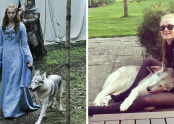 7 sztár, akik annyira beleszerettek a filmbéli állat partnerükbe, hogy nem akartak elválni tőlük