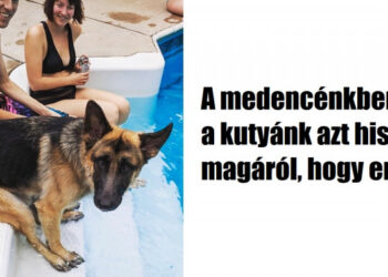 20 felvétel, ami bizonyítja, hogy a háziállatok napról-napra egyre jobban hasonlítanak a gazdáikra