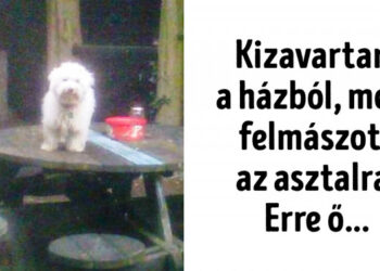 19 lázadó állat, akit hidegen hagynak az ember alkotta szabályok